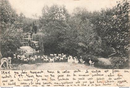 SUISSE zuchterei amselthal élevage lyss