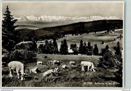 2534 Orvin 1962 - Magasin Pension Spitzberg Kühe - 10395479