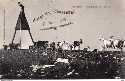 CHASSERAL LE SIGNAL 1608 METRES CHEVRIER AVEC SES CHEVRES