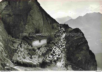 Trin Imboden GR Alp-Mora Schafsherde Bergpfad Alpenhuette Felsen Gebirge