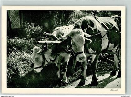 7220 Schiers - Kühe am Karren Rast - 39405088