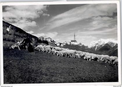 7554 Sent - Schafherde - 50799771