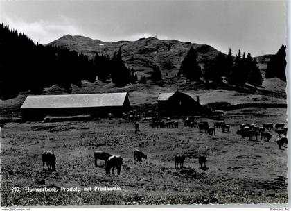 8890 Flums - Prodalp , Kuhweide - 50775248