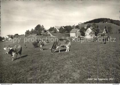 Egg SG Kuehe bei Eggersriet