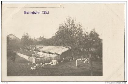 Carte photo CPA - AK - Thurgovie -Thurgau - Bottighoffen - Elevage de cochons - Agriculture - porcs pig