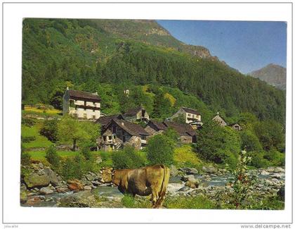 Suisse - GERRA ( Verzasca ) Ristorante Alpino Sonogno - vache