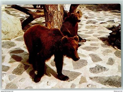 1805 Jongny - Zoo de Servion Braunbären - 10392004