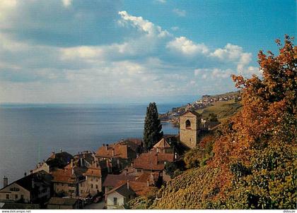 Carte Postale - Suisse - VD Vaud - Saint Saphorin et le Lac Léman - CPM - Carte Neuve - Voir Scans Recto-Verso - Poscard