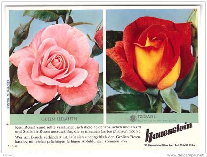original Werbung / Reklame - 1959 - Rosen , W. Hauenstein in Rafz , Blumen , Blumenhaus  !!!