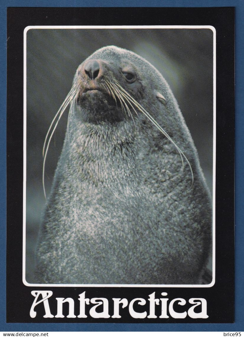 TAAF - Carte Postale - Faune - Hedgehog house New Zealand - Antarctic Fur Seal - Antarctica