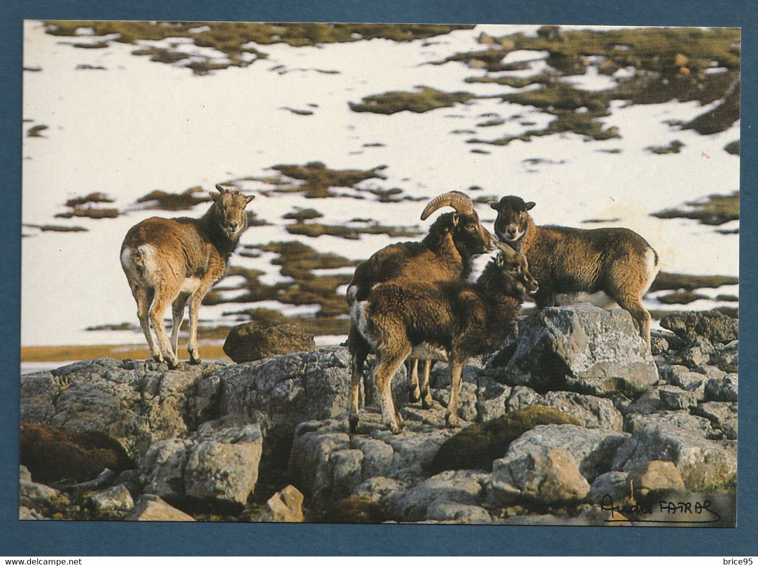 ⭐ TAAF - Carte Postale - Mouflons - Ile Haute - Kerguelen ⭐