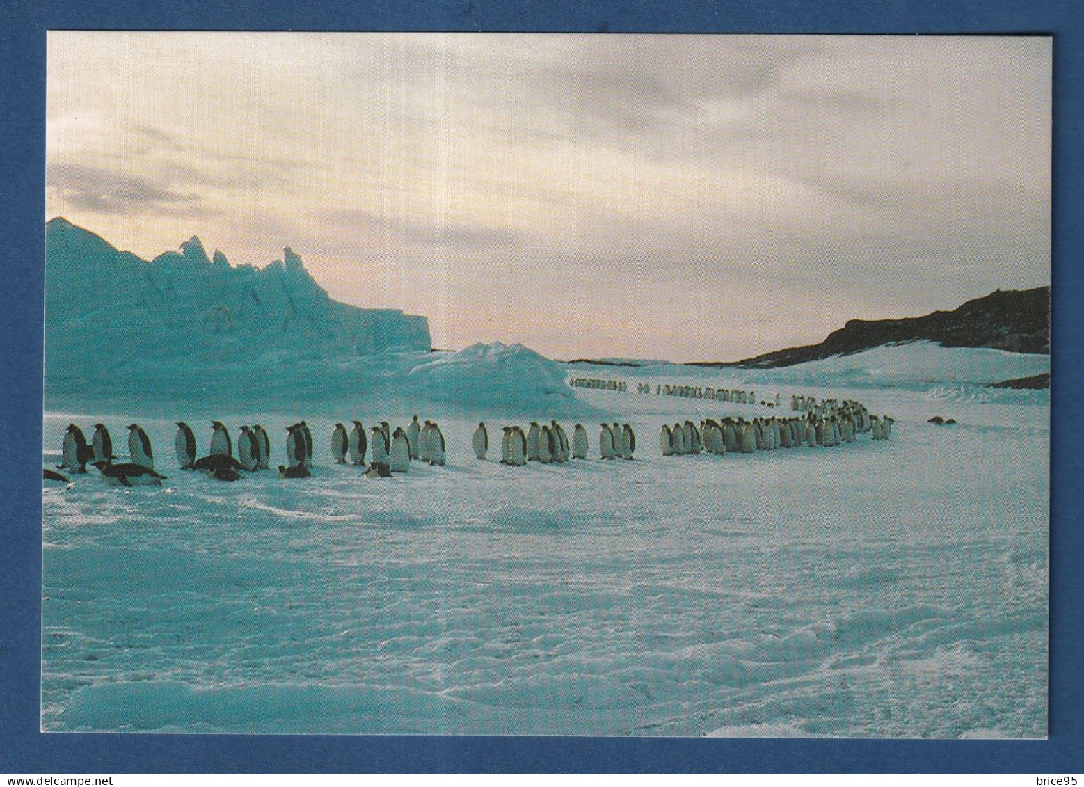 TAAF - Carte Postale - Retour des manchots Empereur - Expéditions polaires Françaises