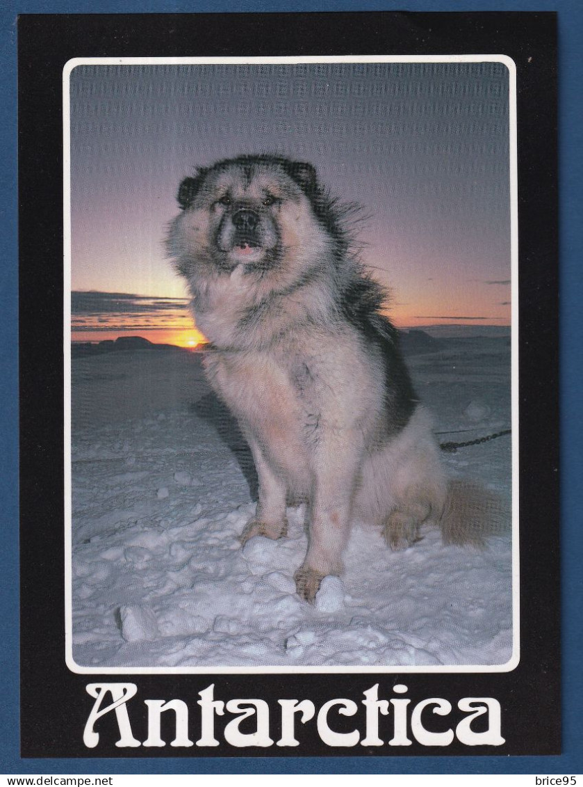 TAAF - Carte Postale - Scoot Base Husky - Chien - Expéditions polaires - Antarctica