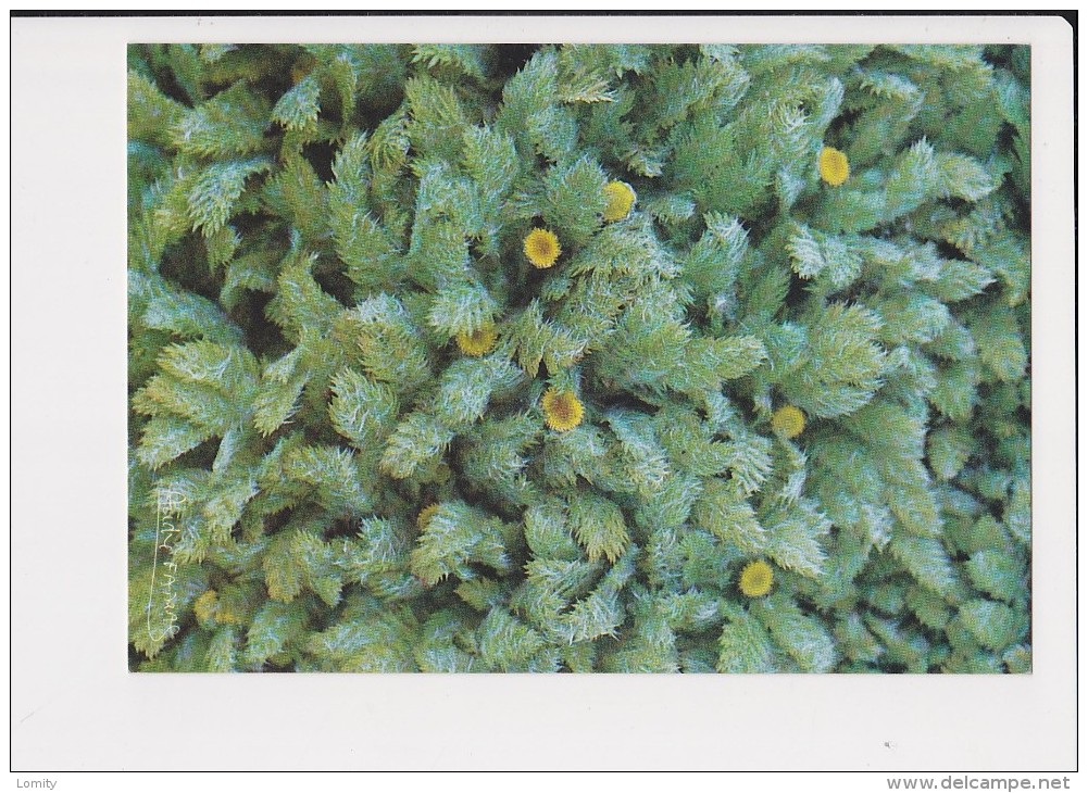 taaf cotula plumosa kerguelen  photo andré fatras 1985