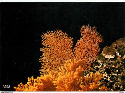 Carte Postale - Tahiti - Poissons exotiques de Tahiti - Gorgones - 35 mètres de profondeur - CPM - Carte Neuve - Voir Sc