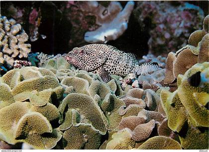 Carte Postale - Tahiti - Poissons exotiques de Tahiti - Loche mouchetée - Epinephelus tauvina - CPM - Carte Neuve - Voir
