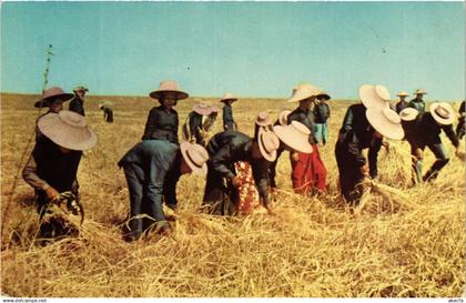 CPM THAILAND Thailand: Harvesting in Thailand (345962)