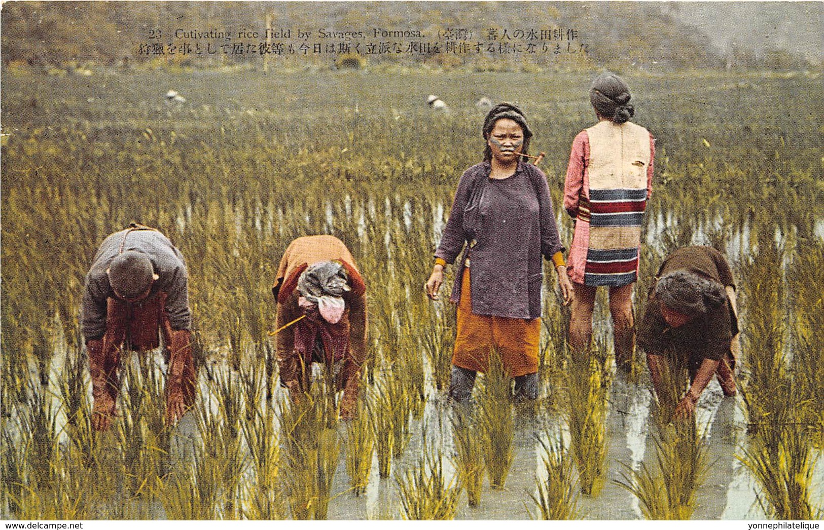 Taiwan / 16 - Cultivating rice - Formosa