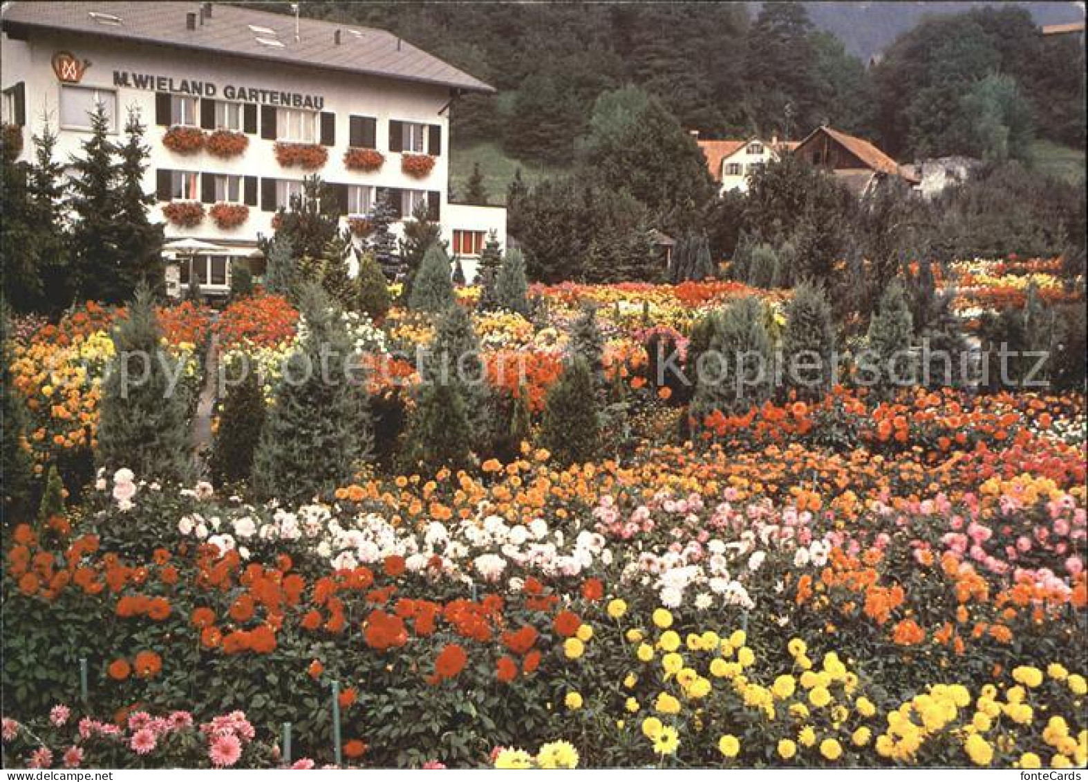Tamins Dahlien und Herbstblumenschau Wieland