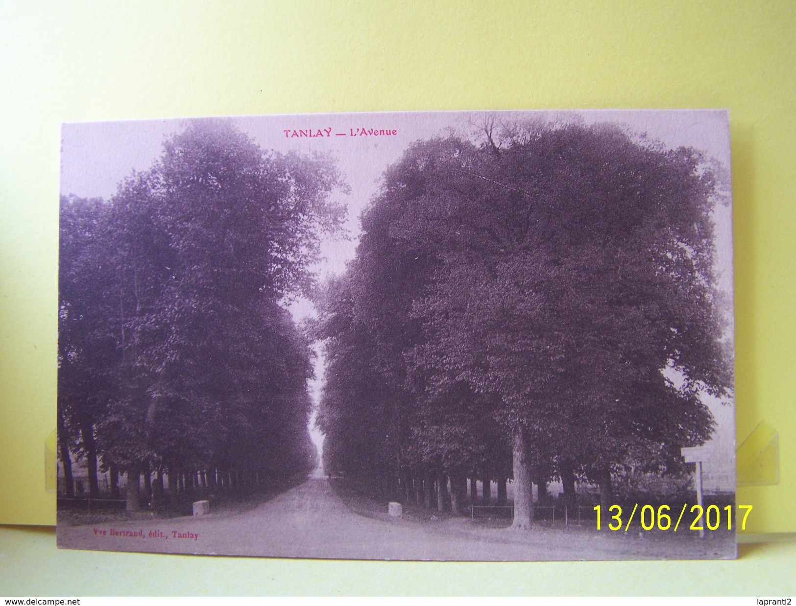TANLAY (YONNE) LES ARBRES. L'AVENUE.