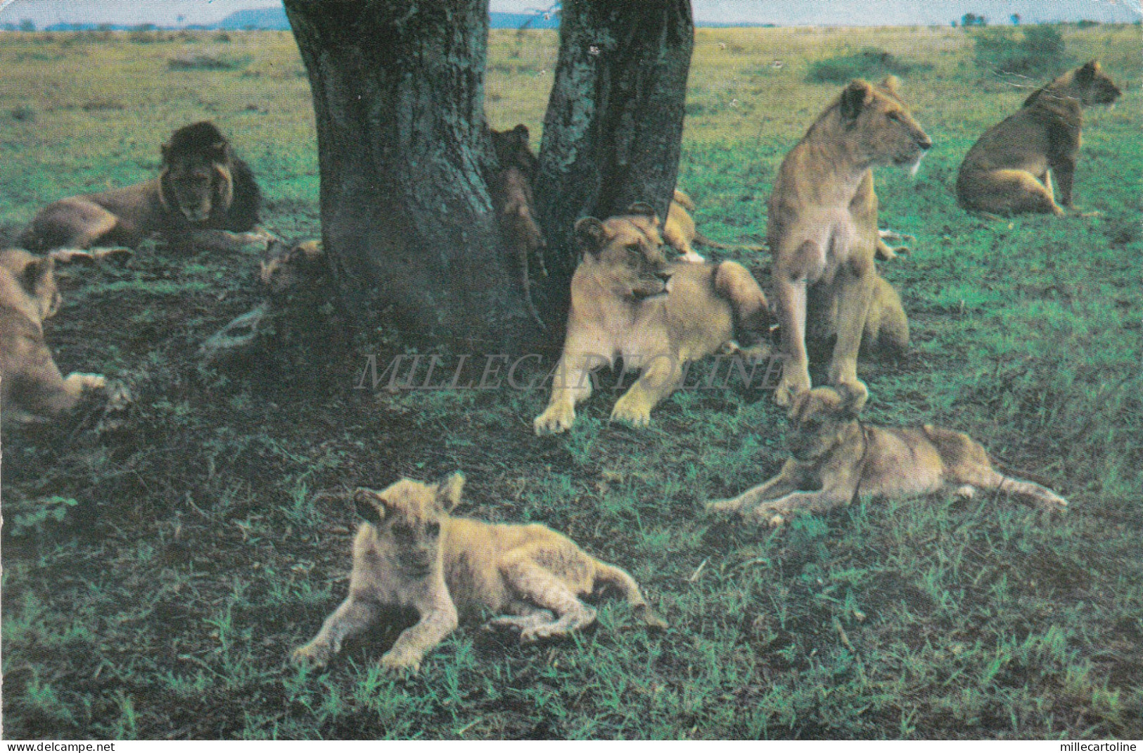 TANZANIA - Pride of Lion, Serengeti National Park