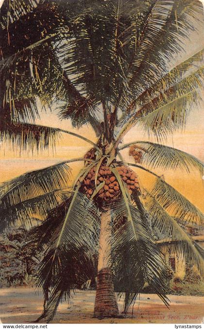 L477 Zanzibar Tanzania Coconut Tree vintage postcard