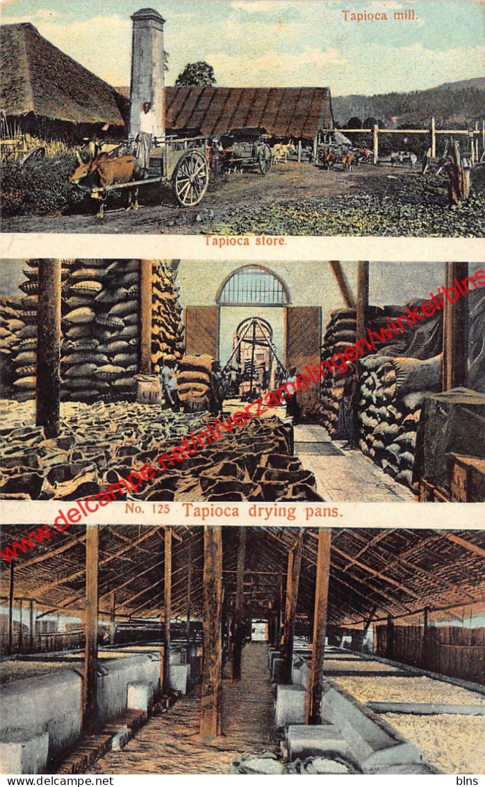 Tapioca mill - Malaysia