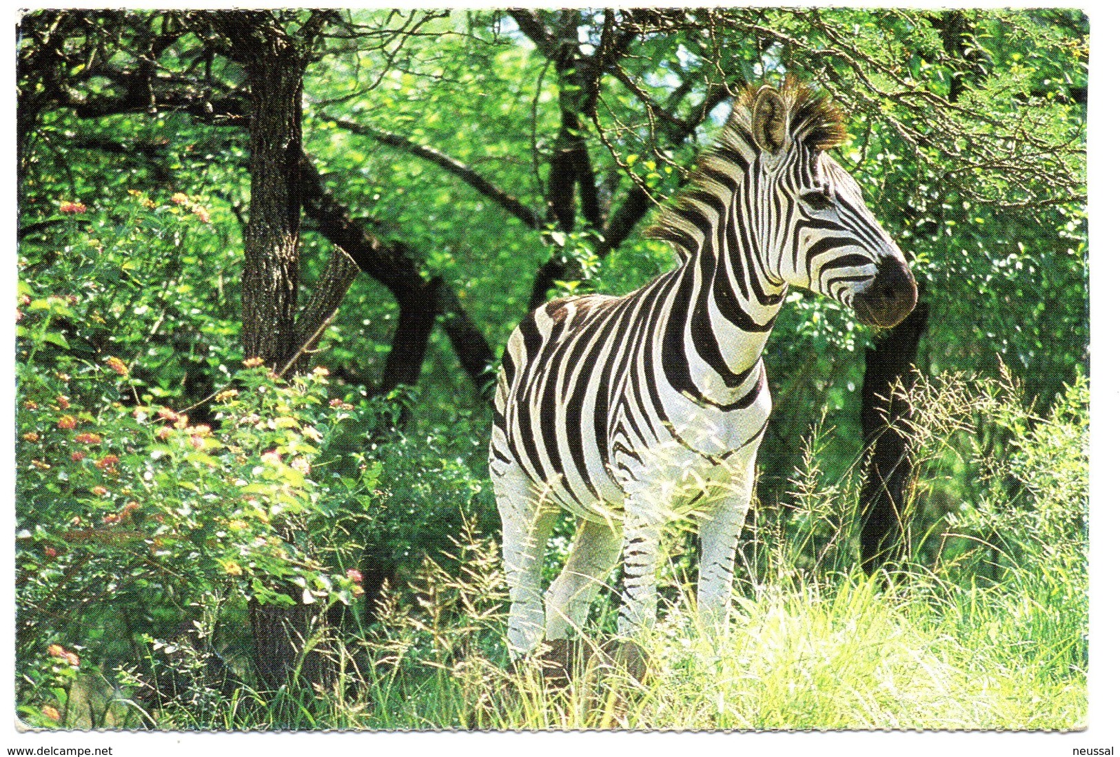 tarjeta postal de sudafrica circulada 2000 zebra