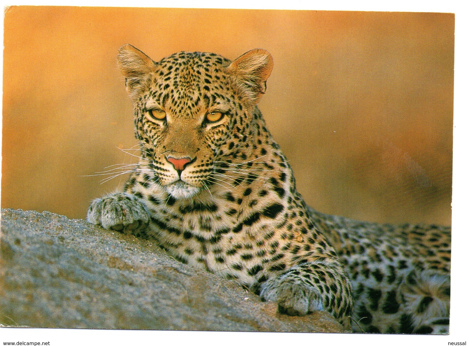 tarjeta postal de sudafrica circulada 2009