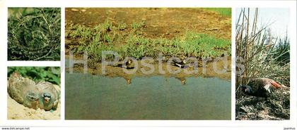 Tigrovaya Balka Nature Reserve - Birds - 1983 - Tajikistan USSR - unused