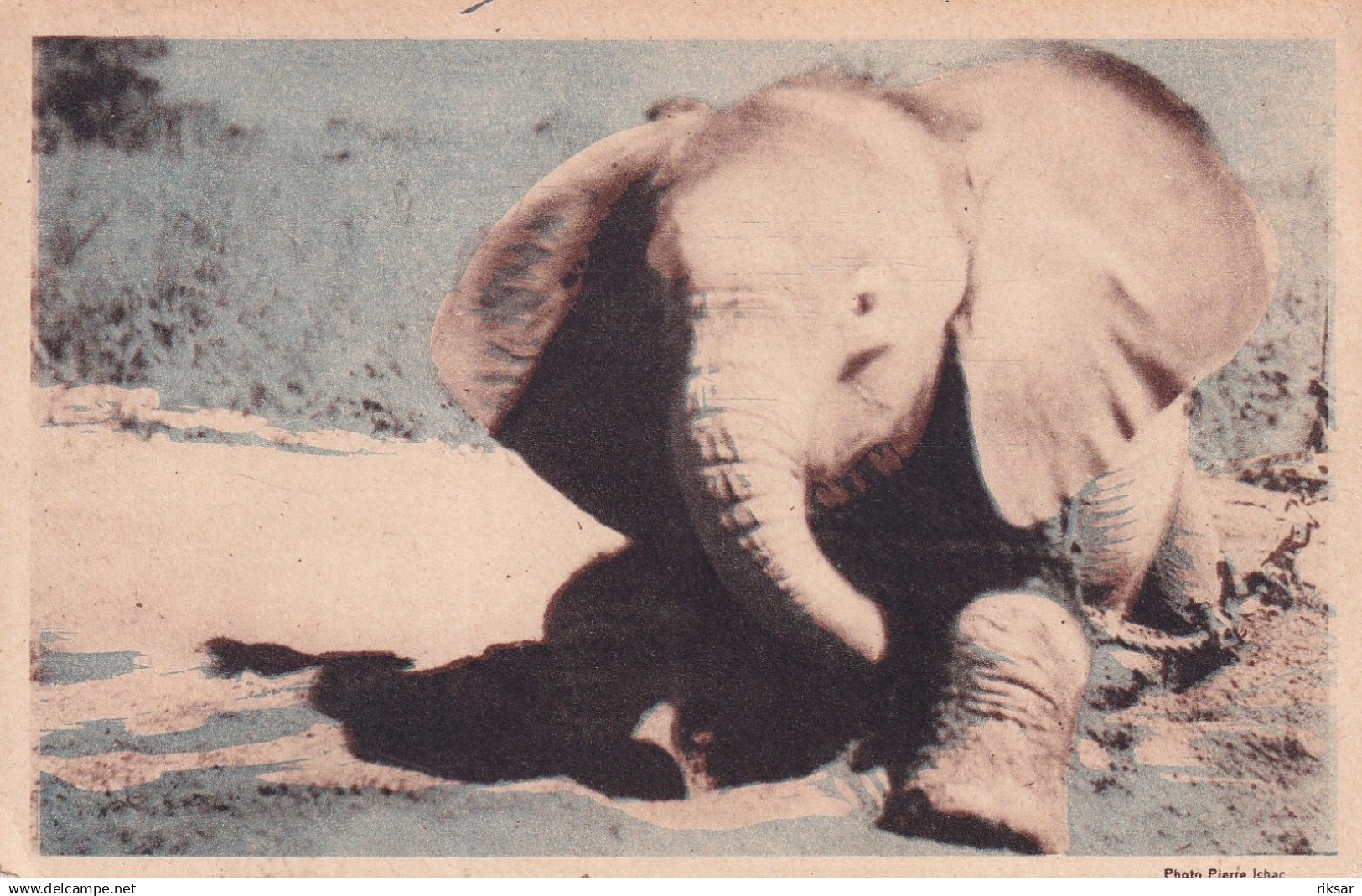 TCHAD(ELEPHANT)