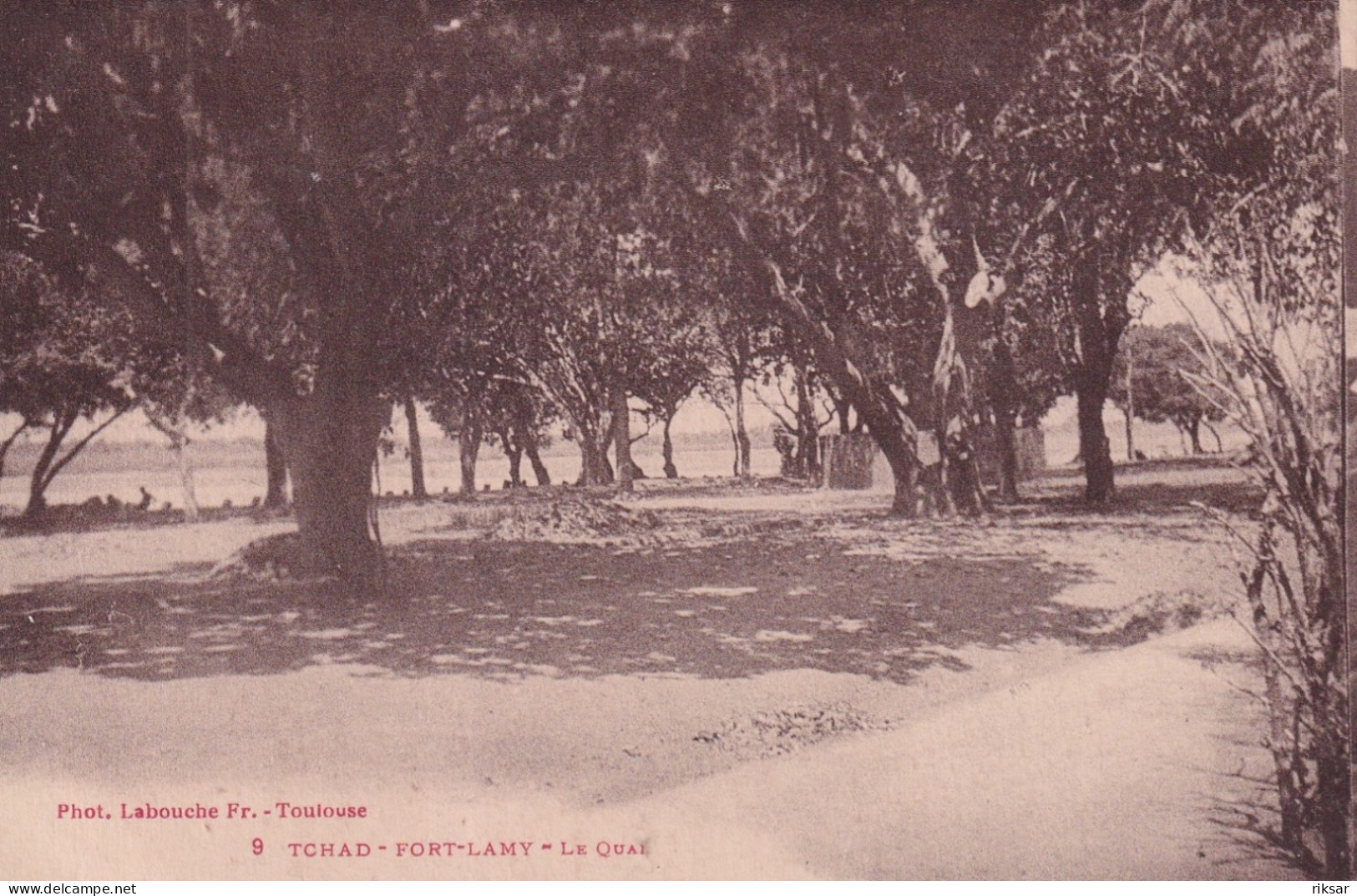 TCHAD(FORT LAMY) ARBRE