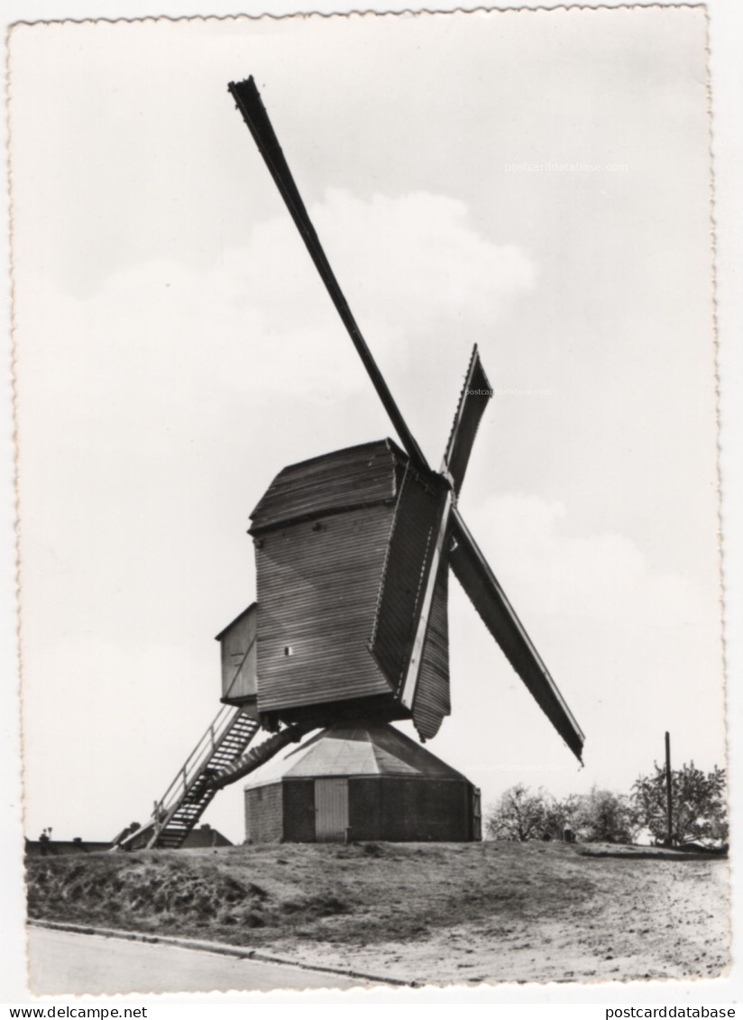 Tessenderlo - Molen - & windmill
