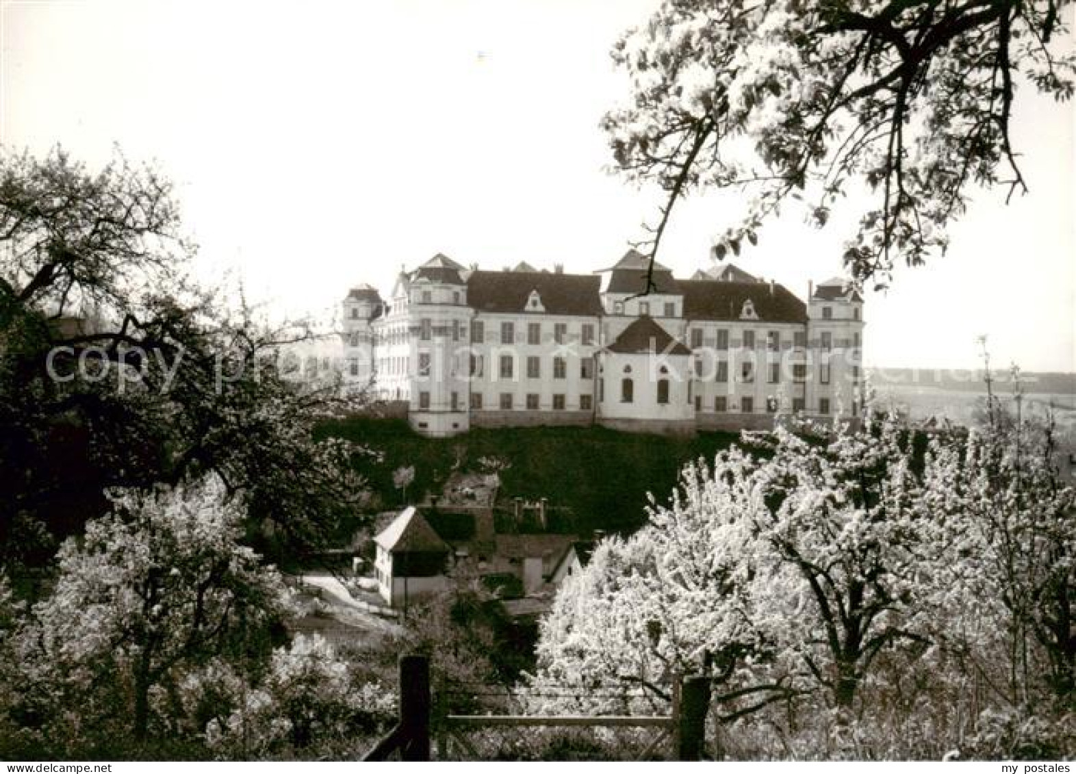 Tettnang Schloss Baumbluete