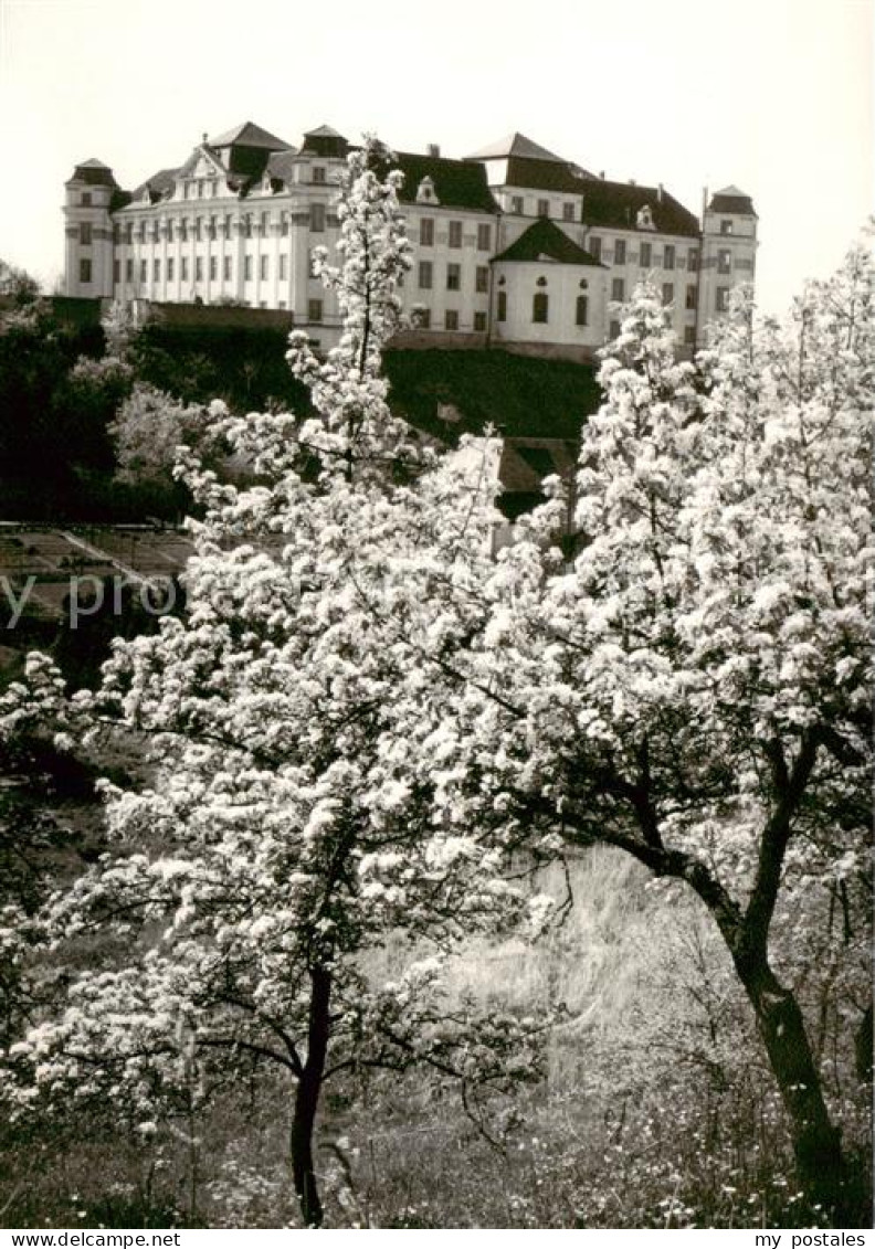 Tettnang Schloss Baumbluete