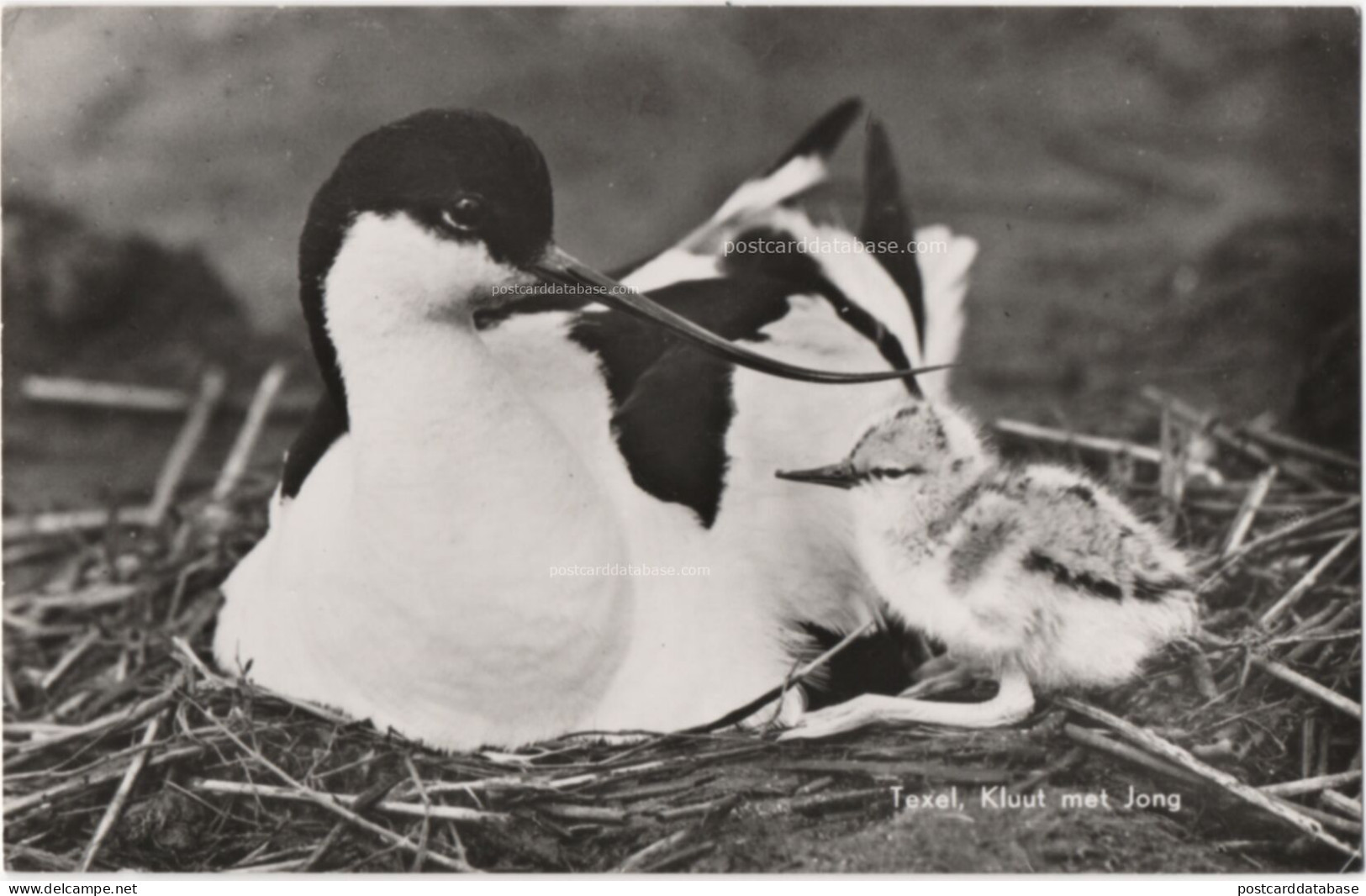 Texel - Kluut met jong - & bird