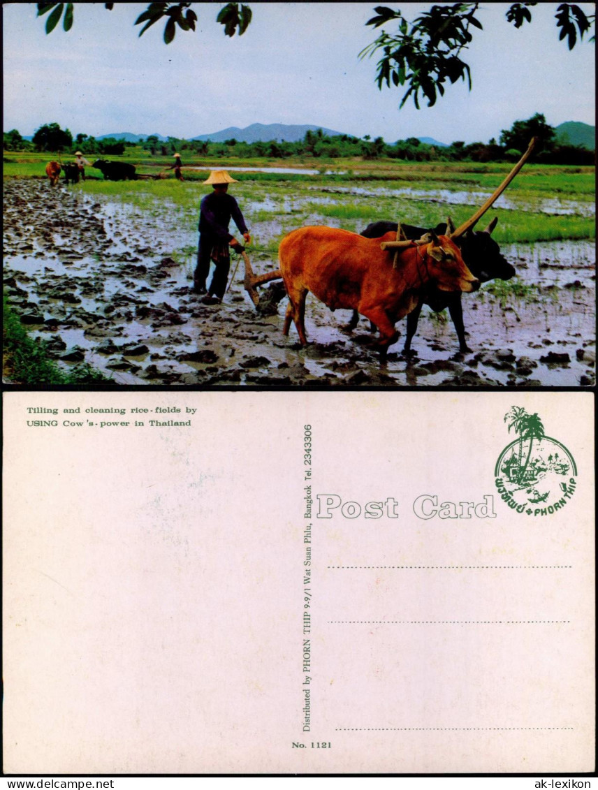 .Thailand ประเทศไทย Tilling and cleaning rice fields Cow's power 1973