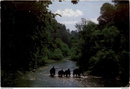 Thailand - Elephants