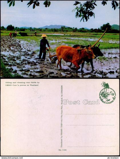 .Thailand ประเทศไทย Tilling and cleaning rice fields Cow's power 1973