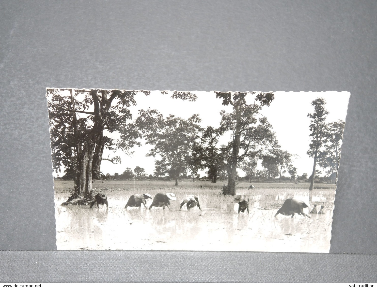 THAÏLANDE - Carte photo - Repiquage du Riz  - L 15677