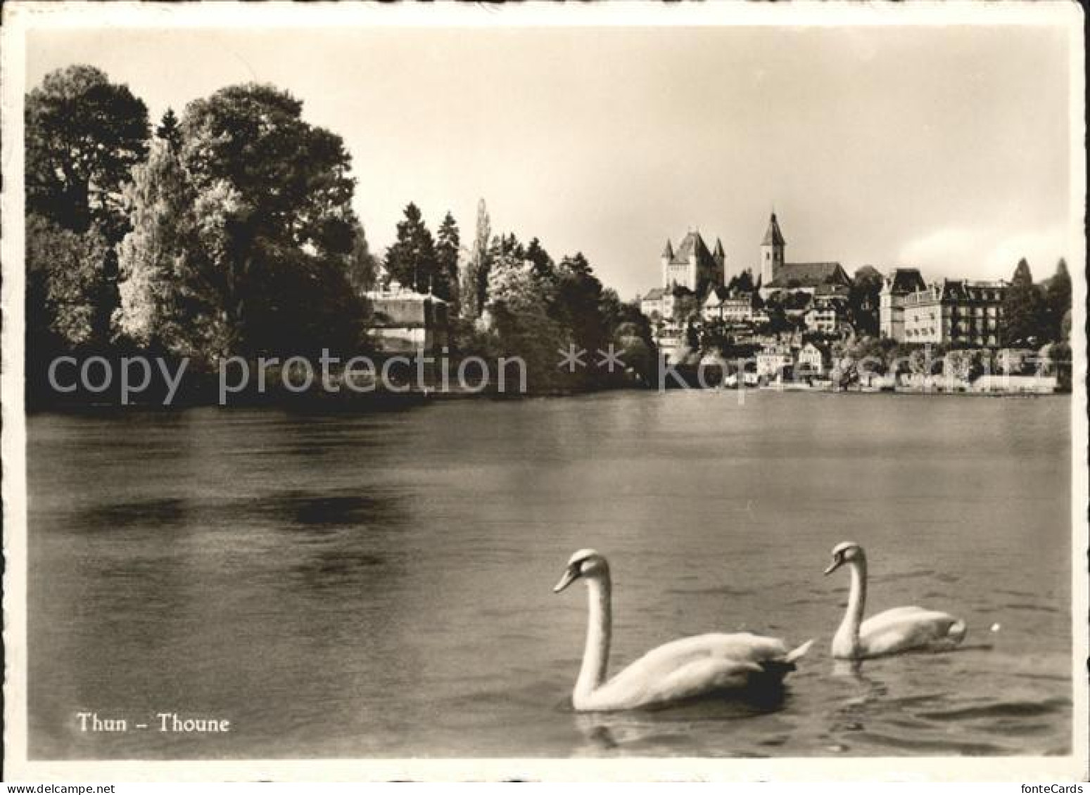 Thun Thoune Schwaene