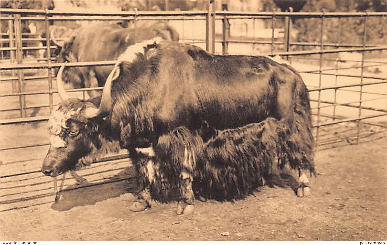 Tibet - Tibetan yak in the Antwerp Zoological Garden (Belgium)