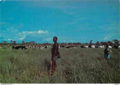 Carte Postale - Togo - Nord togo - Scène pastorale - Vaches - CPM - Voir Scans Recto-Verso