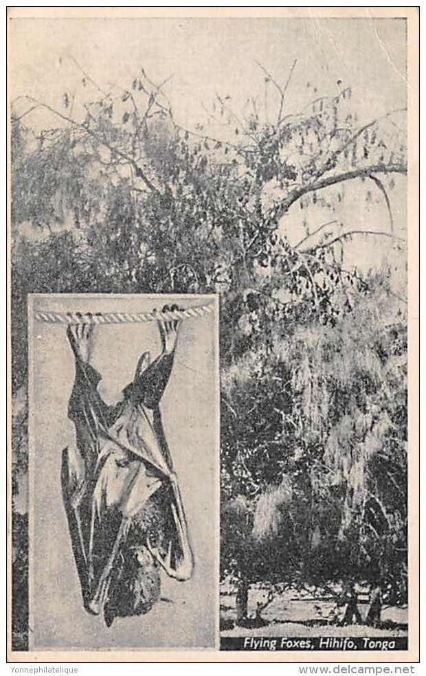 TONGA - Flying Foxes - Chauve Souris / Bat