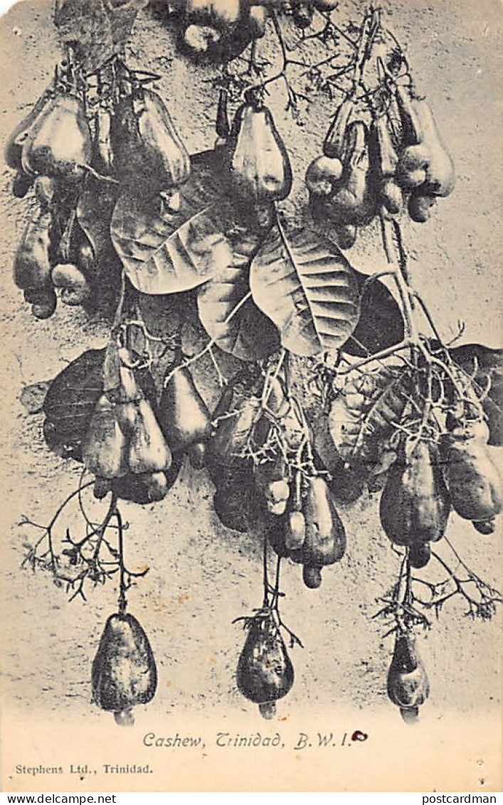 Trinidad - Cashew - Publ. Stephens Ltd.