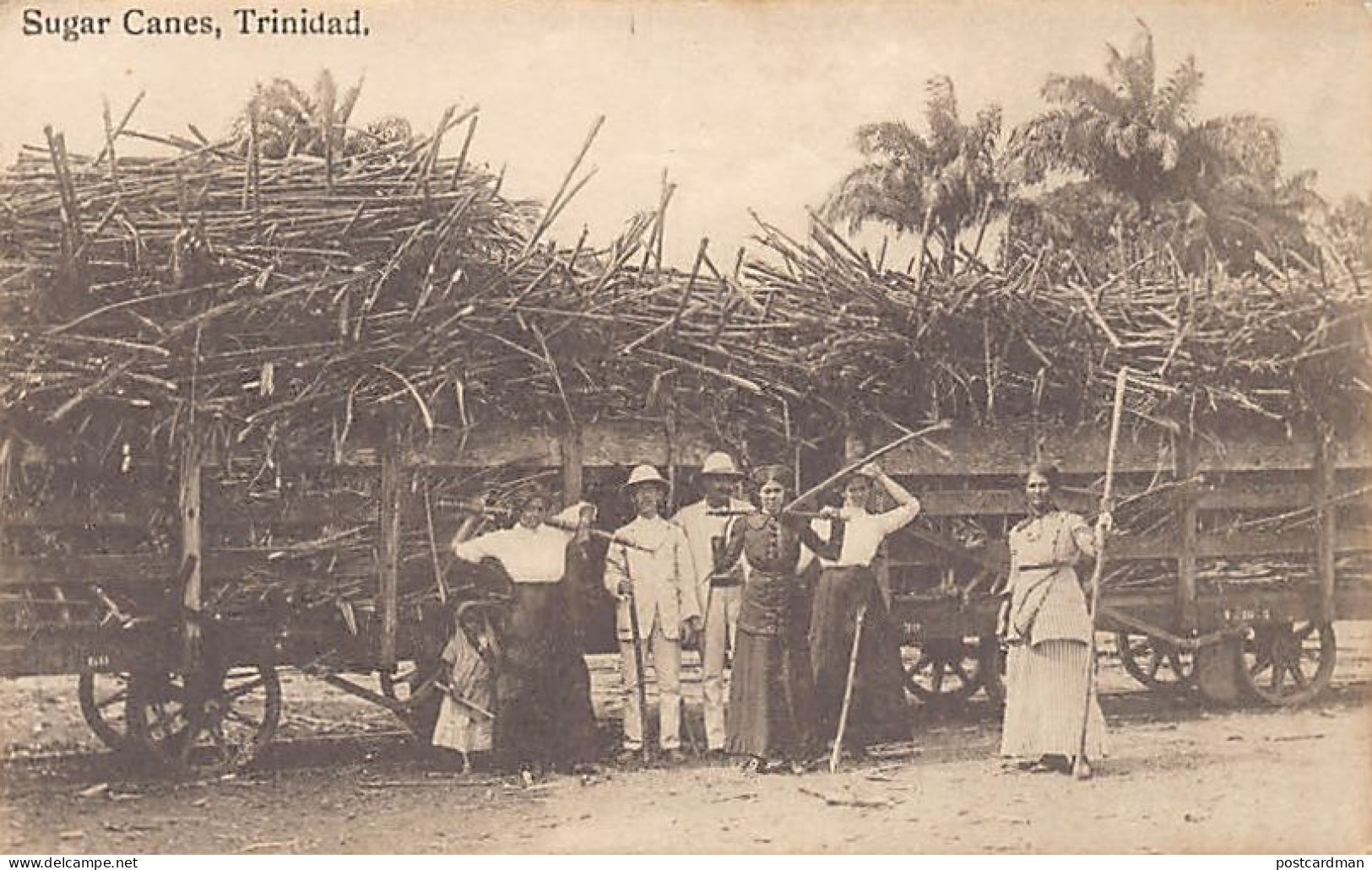 Trinidad - Sugar canes - Publ. Davidson & Todd