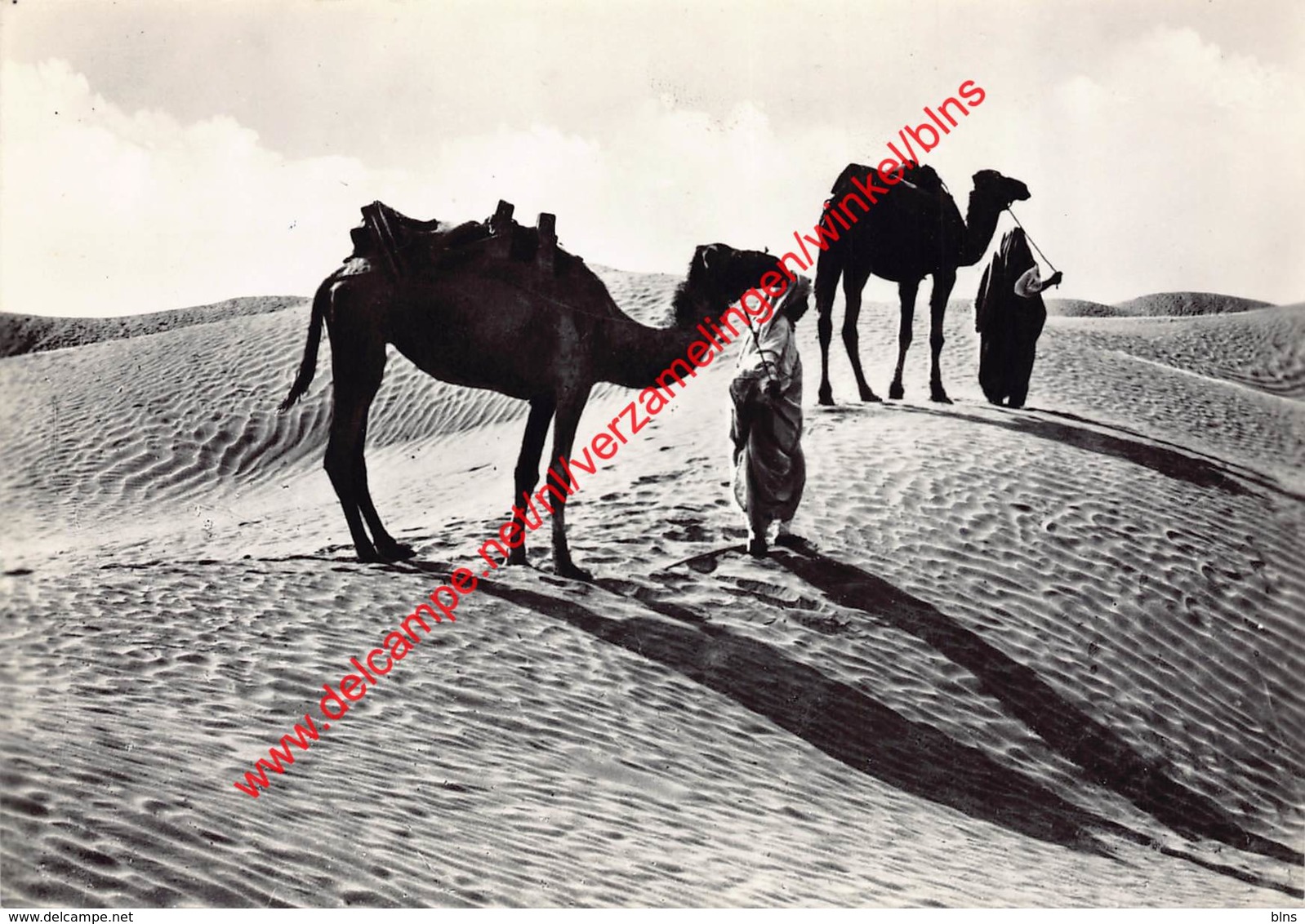 Tripoli - Cammellieri nel deserto - Libie Libya