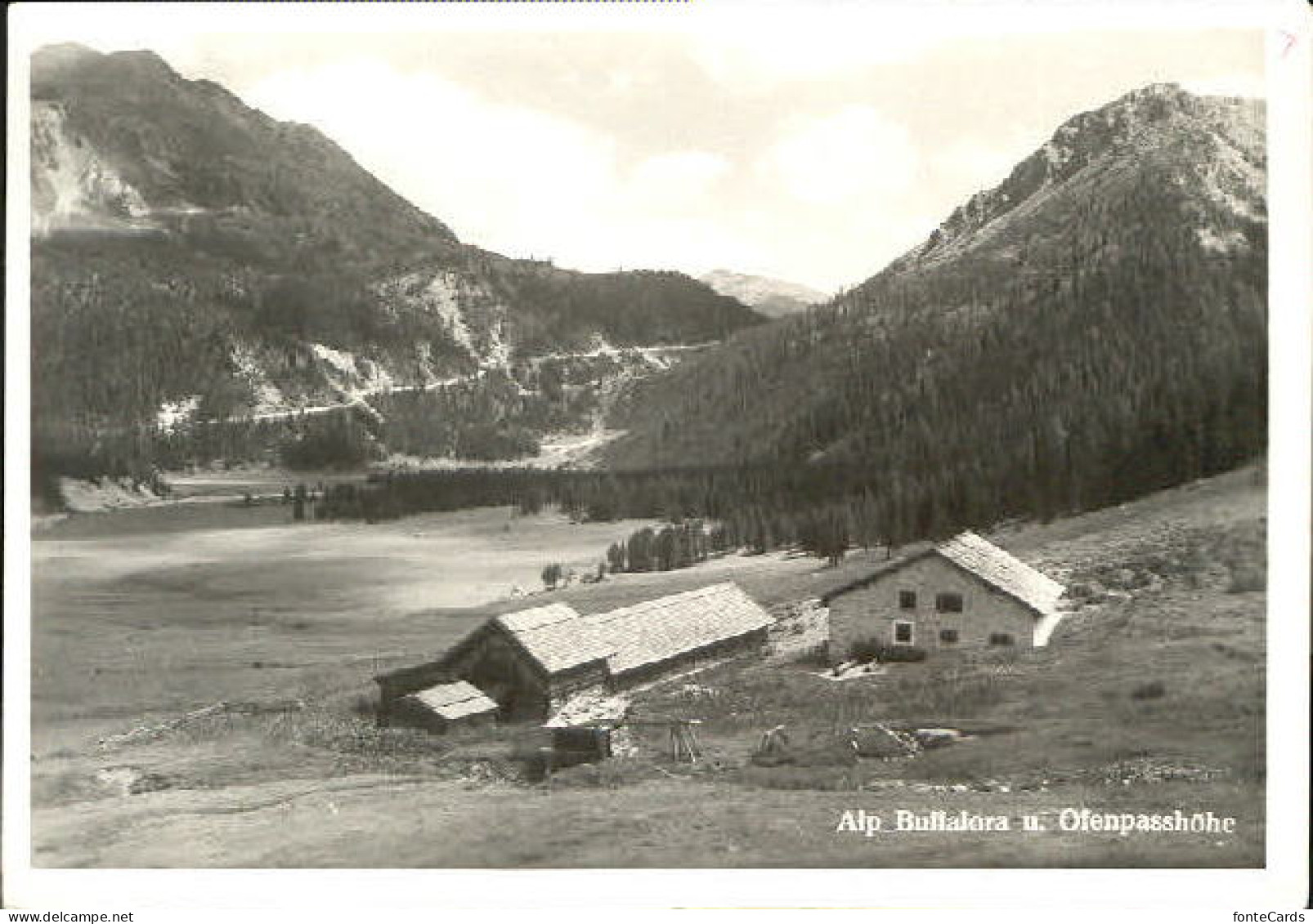 Tschierv Alp Buffalora Ofenpasshoehe o
