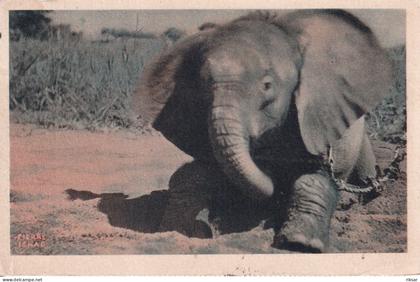 TCHAD(ELEPHANT)
