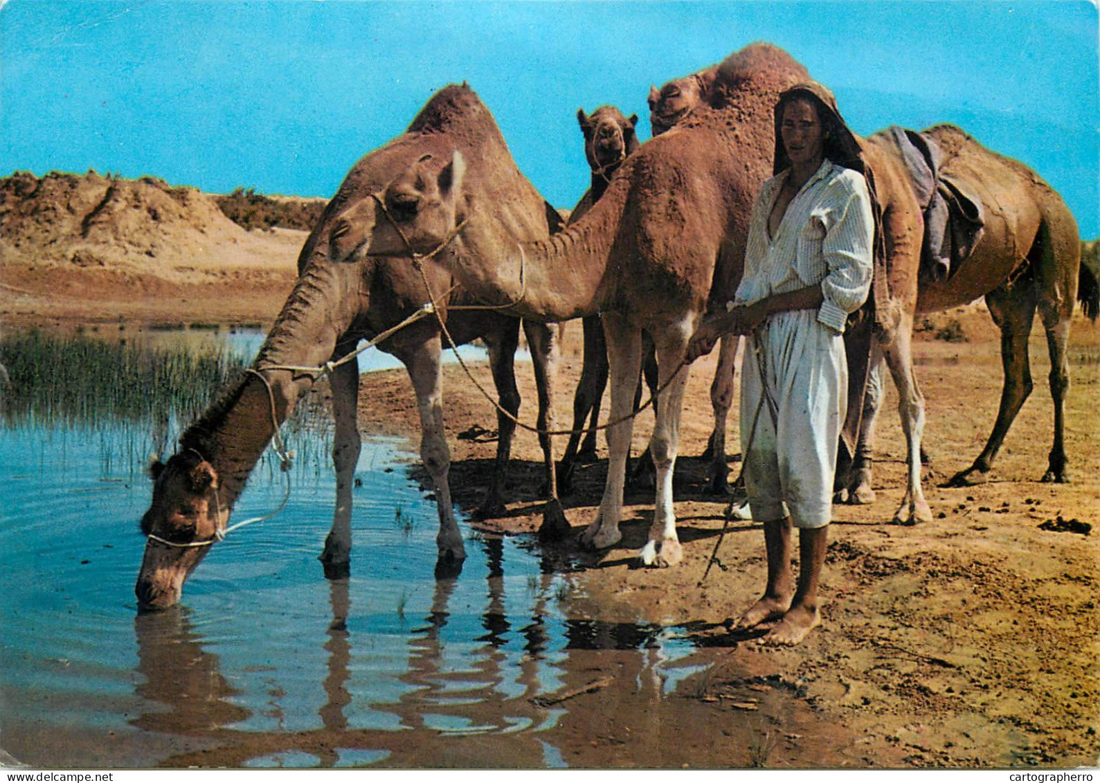 Tunisia Ile de Djerba route du Diorf man watering camels